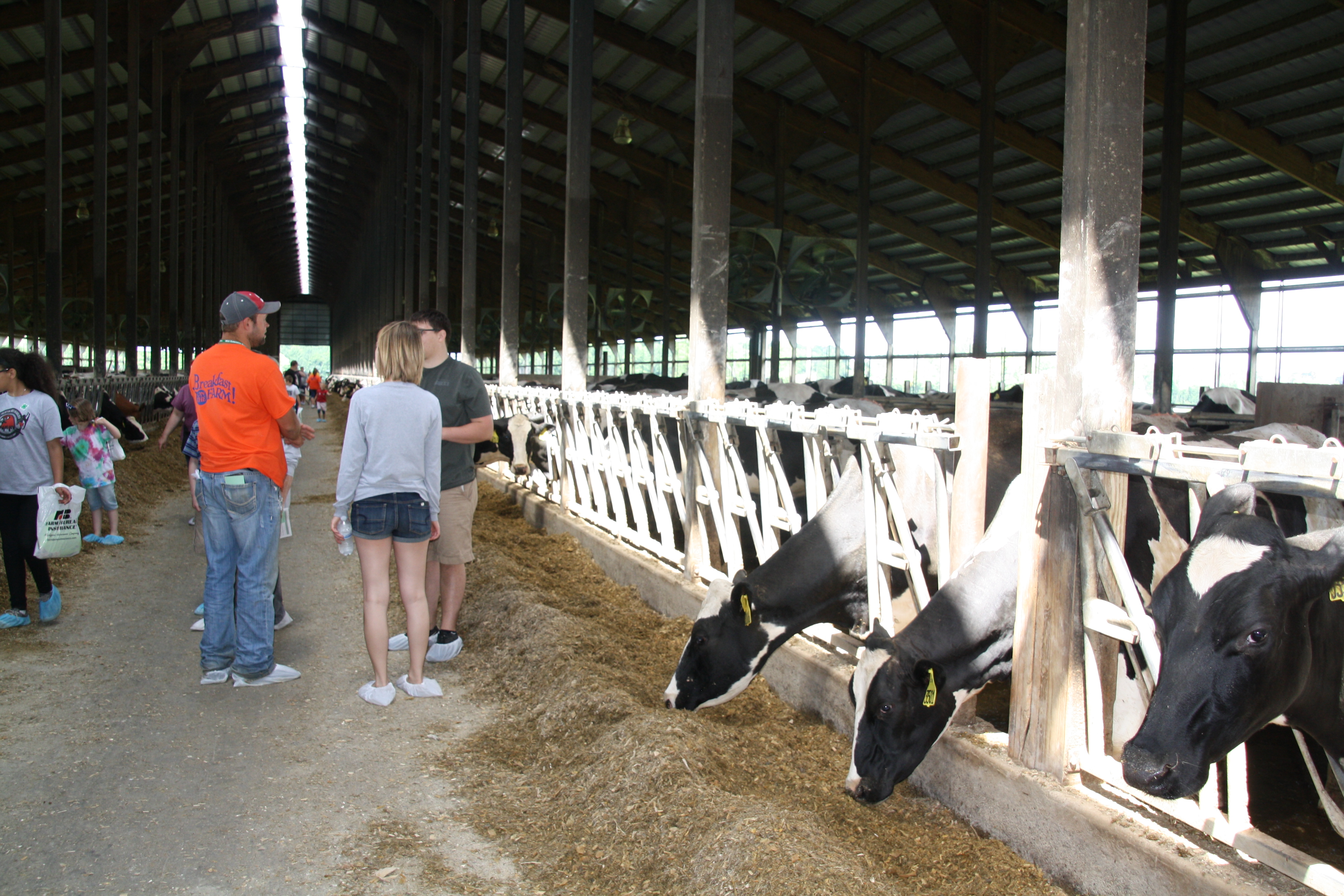 BOTF freestall with cows